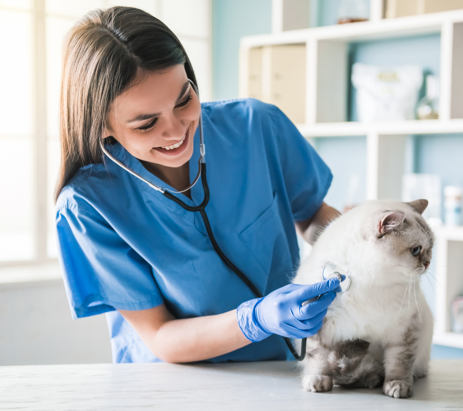 Medico veterinário consultando um gato
